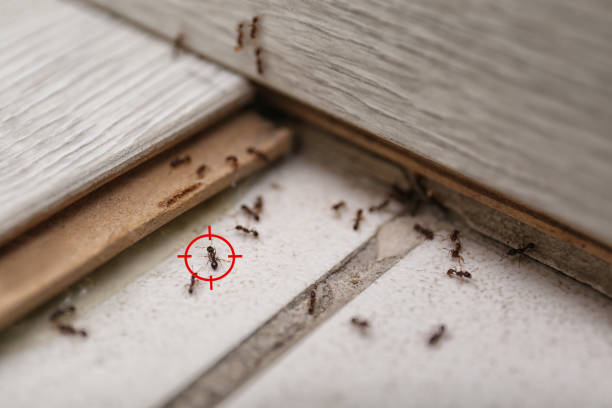 Best Commercial Pest Control Services  in Pulaski, VA