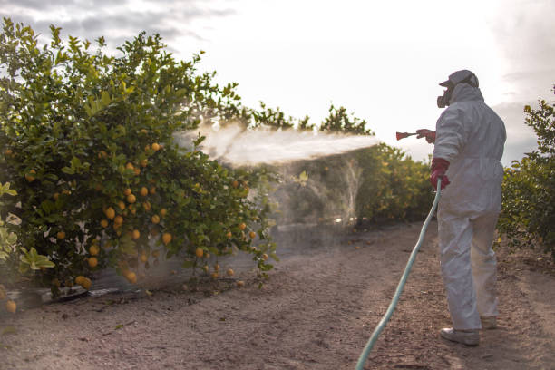 Best Wasp Removal Services  in Pulaski, VA
