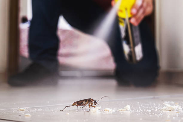 Best Flea Control Services  in Pulaski, VA